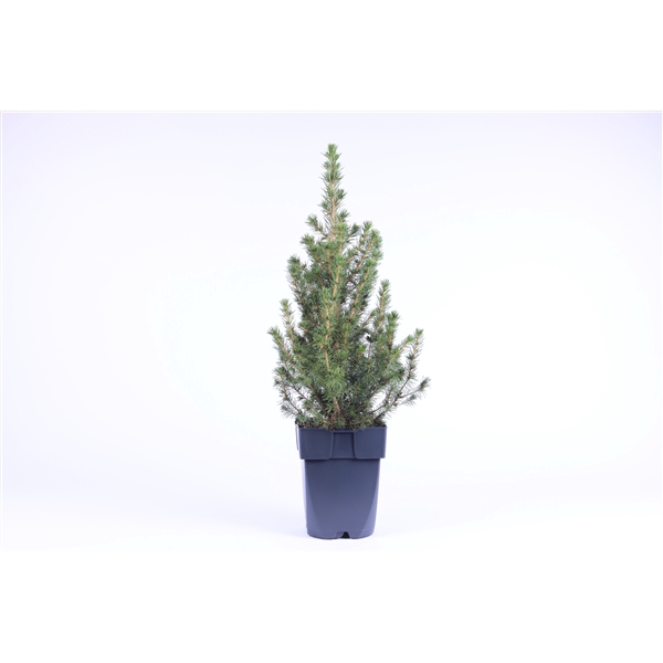 <h4>Picea glauca 'Conica' P17</h4>