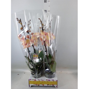 Phalaenopsis   ...orange