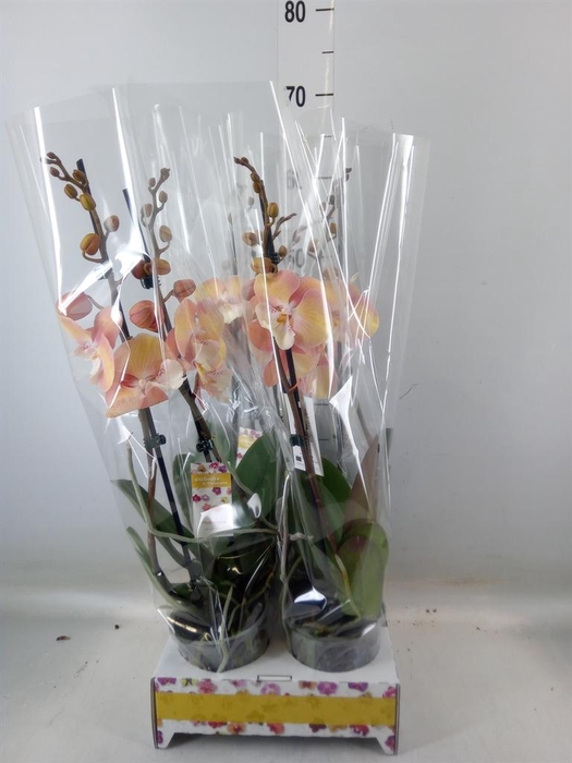 <h4>Phalaenopsis   ...orange</h4>