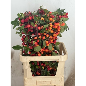 MALUS GORGEOUS