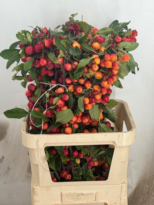 <h4>MALUS GORGEOUS</h4>