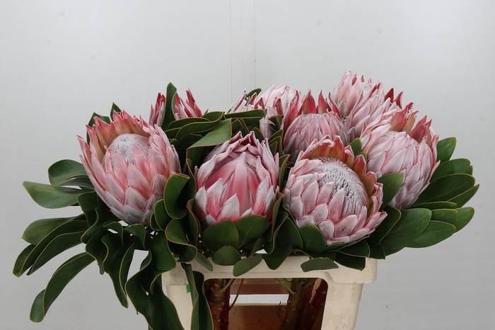 <h4>Protea Cynaroides</h4>