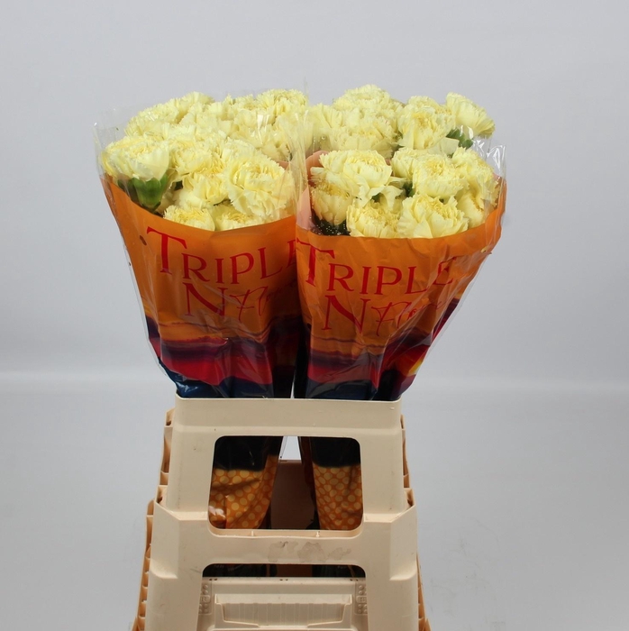 <h4>DI ST LUIZA</h4>