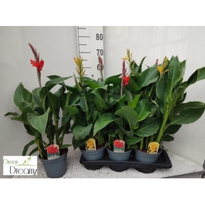 CANNA CANNOVA GEM