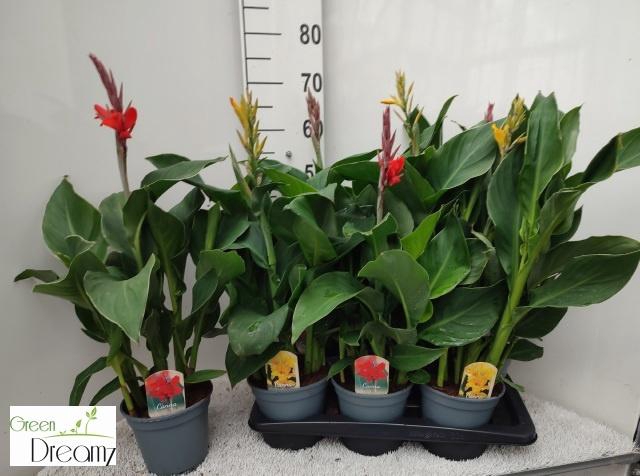 <h4>CANNA CANNOVA GEM</h4>