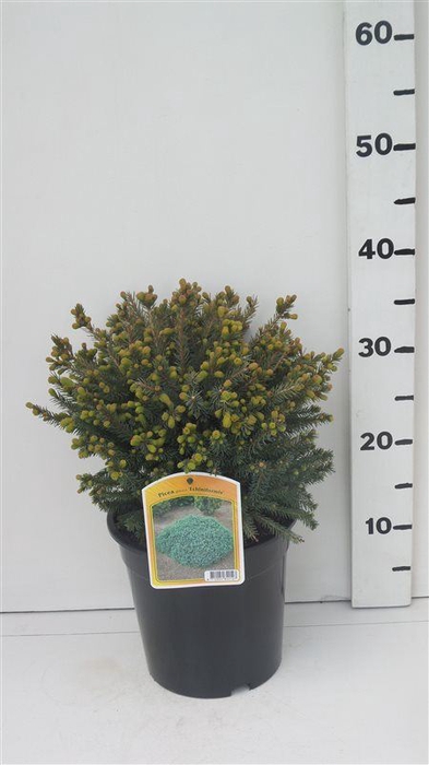 <h4>Picea glauca Echiniformis</h4>
