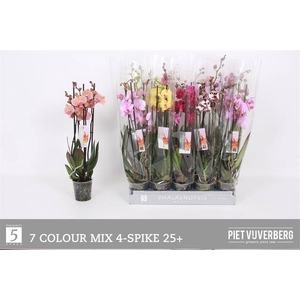 PHAL MIX 4 TAK