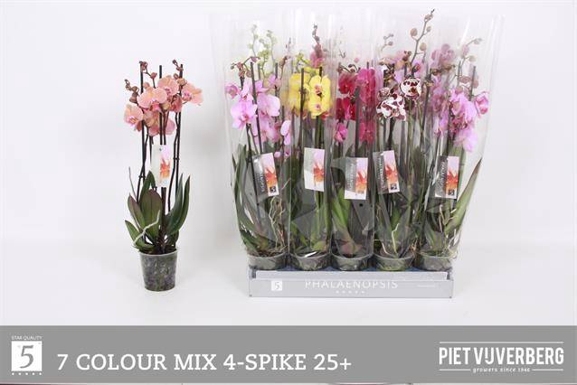 <h4>PHAL MIX 4 TAK</h4>