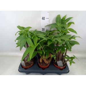 Pachira aquatica
