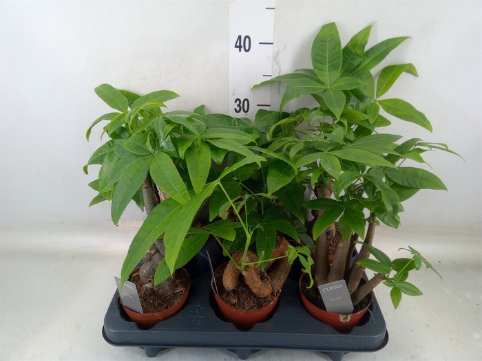 <h4>Pachira aquatica</h4>