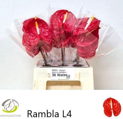 <h4>ANTH A RAMBLA</h4>