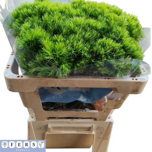 DIANTHUS BARB GREEN WICKY DI BARB G