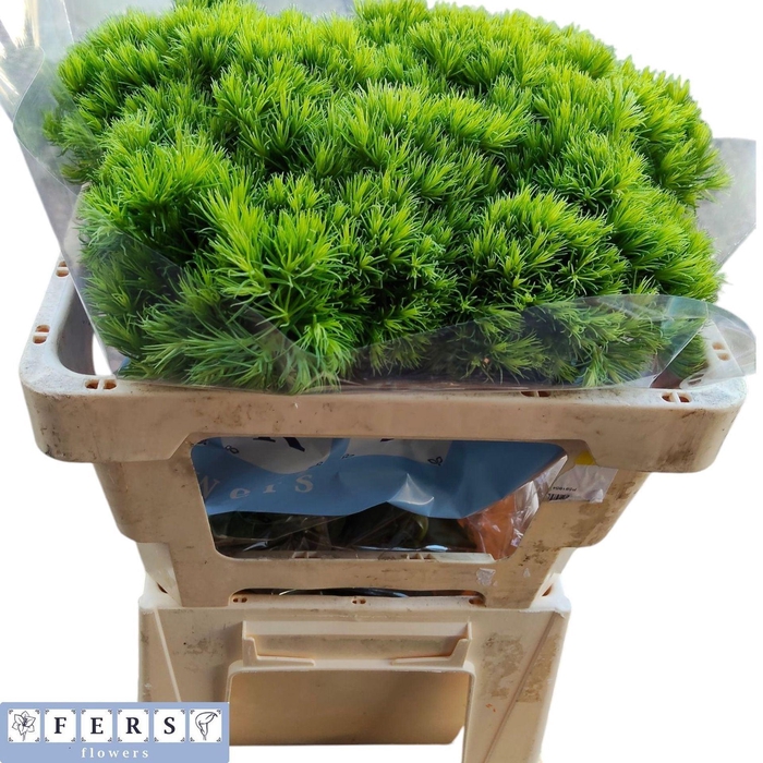 <h4>DIANTHUS BARB GREEN WICKY DI BARB G</h4>