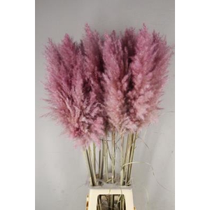 Df Pampas 115cm Cerise