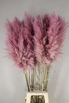 <h4>Df Pampas 115cm Cerise</h4>