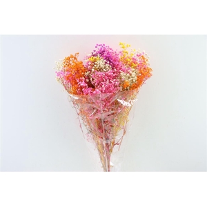 Pres Gyps Bq Mix Rainbow Bunch Slv