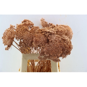 Ammi Majus Klbh Gl Koper P Stem