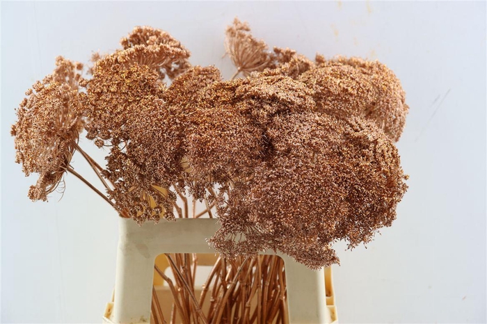 <h4>Ammi Majus Klbh Gl Koper P Stem</h4>