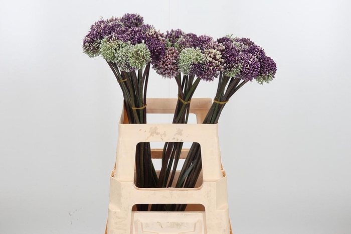 <h4>Allium Summer Beauty</h4>