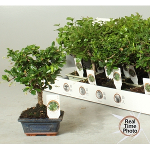 BONSAI GEM