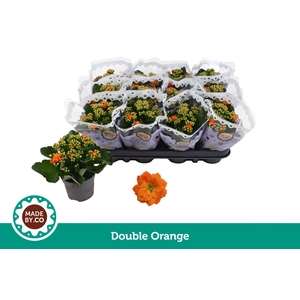Kalanchoë Double Orange