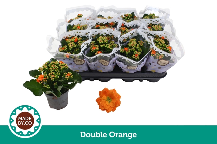 <h4>Kalanchoë Double Orange</h4>