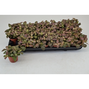 Fittonia Mosaic Mistral