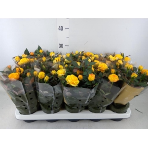 Rosa  'Sunstar Kordana Grande'