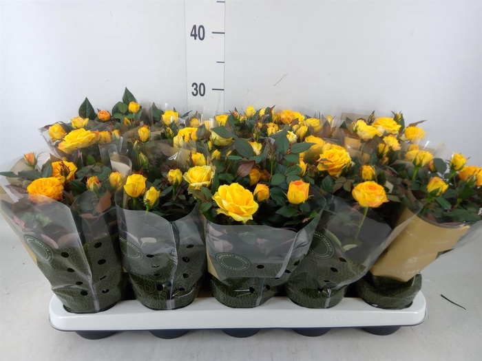 <h4>Rosa  'Sunstar Kordana Grande'</h4>