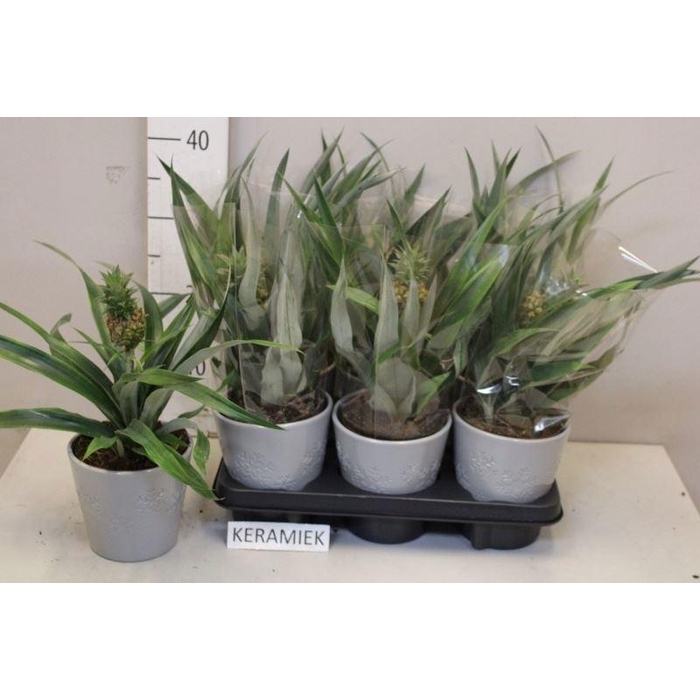 <h4>Ananas Rosita</h4>