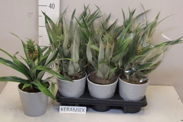 <h4>ANANAS ROSITA</h4>