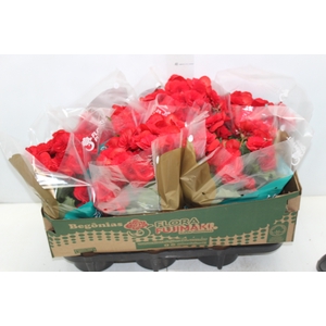 BEGONIA BALADIN P15