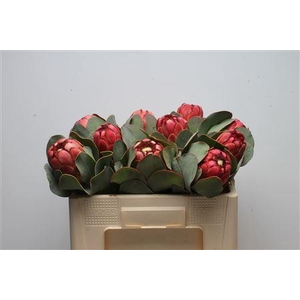 Protea Grandiceps
