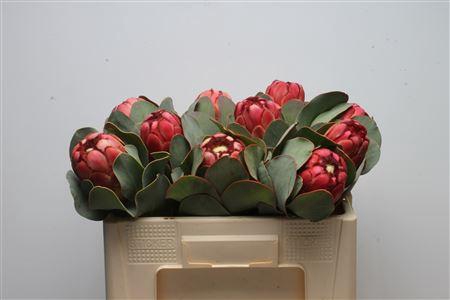 <h4>Protea Grandiceps</h4>