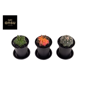 CACTUS OV