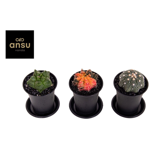 <h4>CACTUS OV</h4>