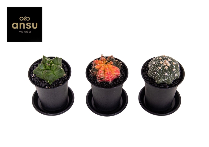 CACTUS OV
