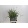 Panicum Dewey Blue