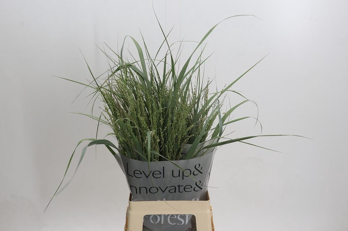 <h4>Panicum Dewey Blue</h4>