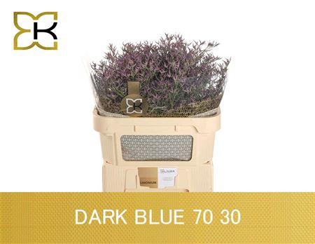 Lim Safora Dark Blue