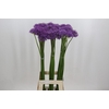 Allium Gladiator
