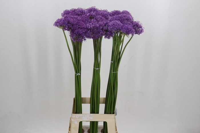 <h4>Allium Gladiator</h4>