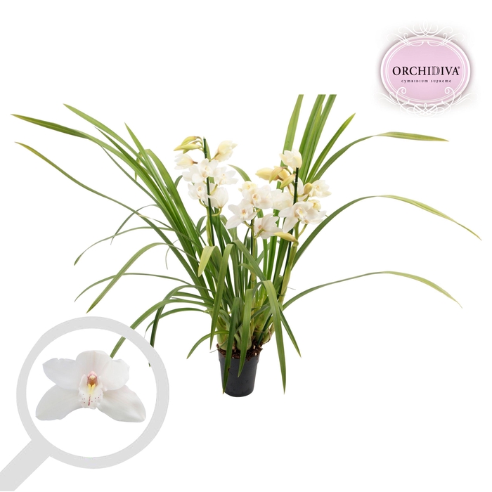 <h4>Cymbidium wit 2-3 tak</h4>