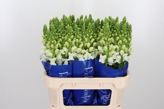 <h4>Antir Antibes White</h4>