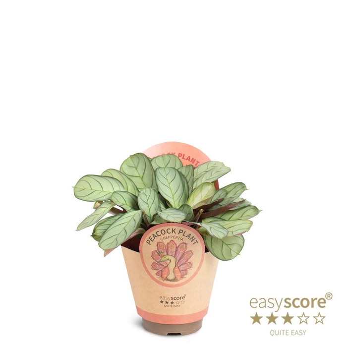 <h4>CALATHEA SPECIES</h4>