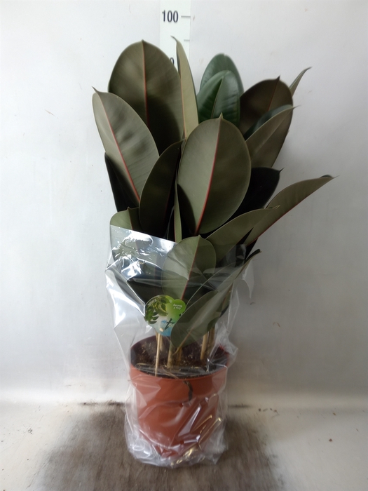 <h4>Ficus elastica 'Abidjan'</h4>