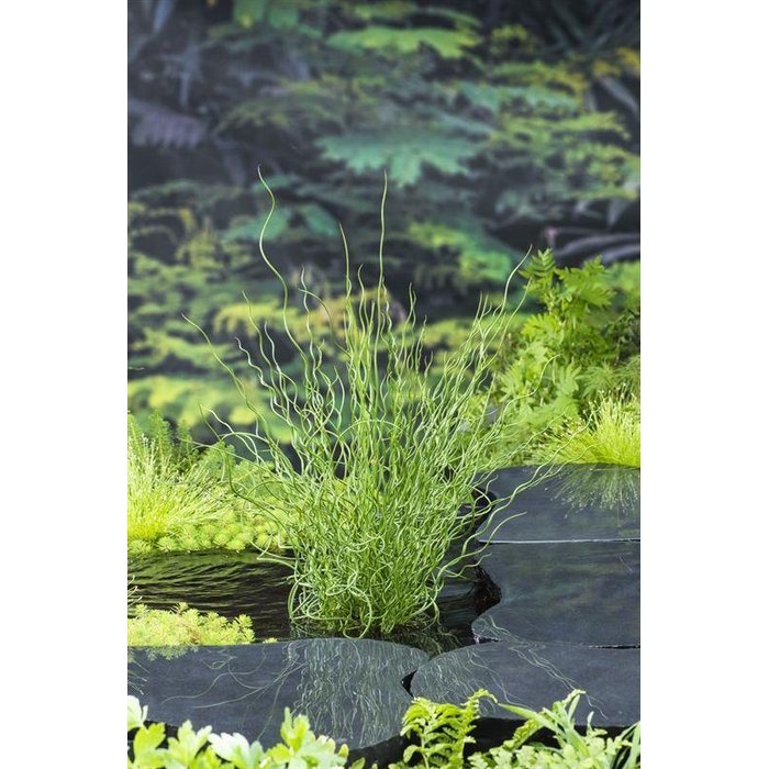 <h4>Juncus effusus 'Spiralis' (18x18)</h4>