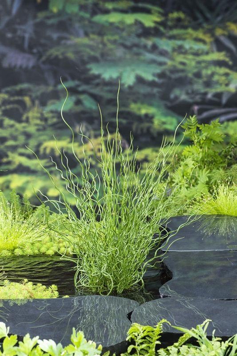 Juncus effusus 'Spiralis' (18x18)