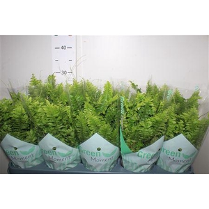 Nephr Ex Green Momen