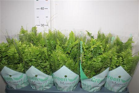 <h4>Nephr Ex Green Momen</h4>